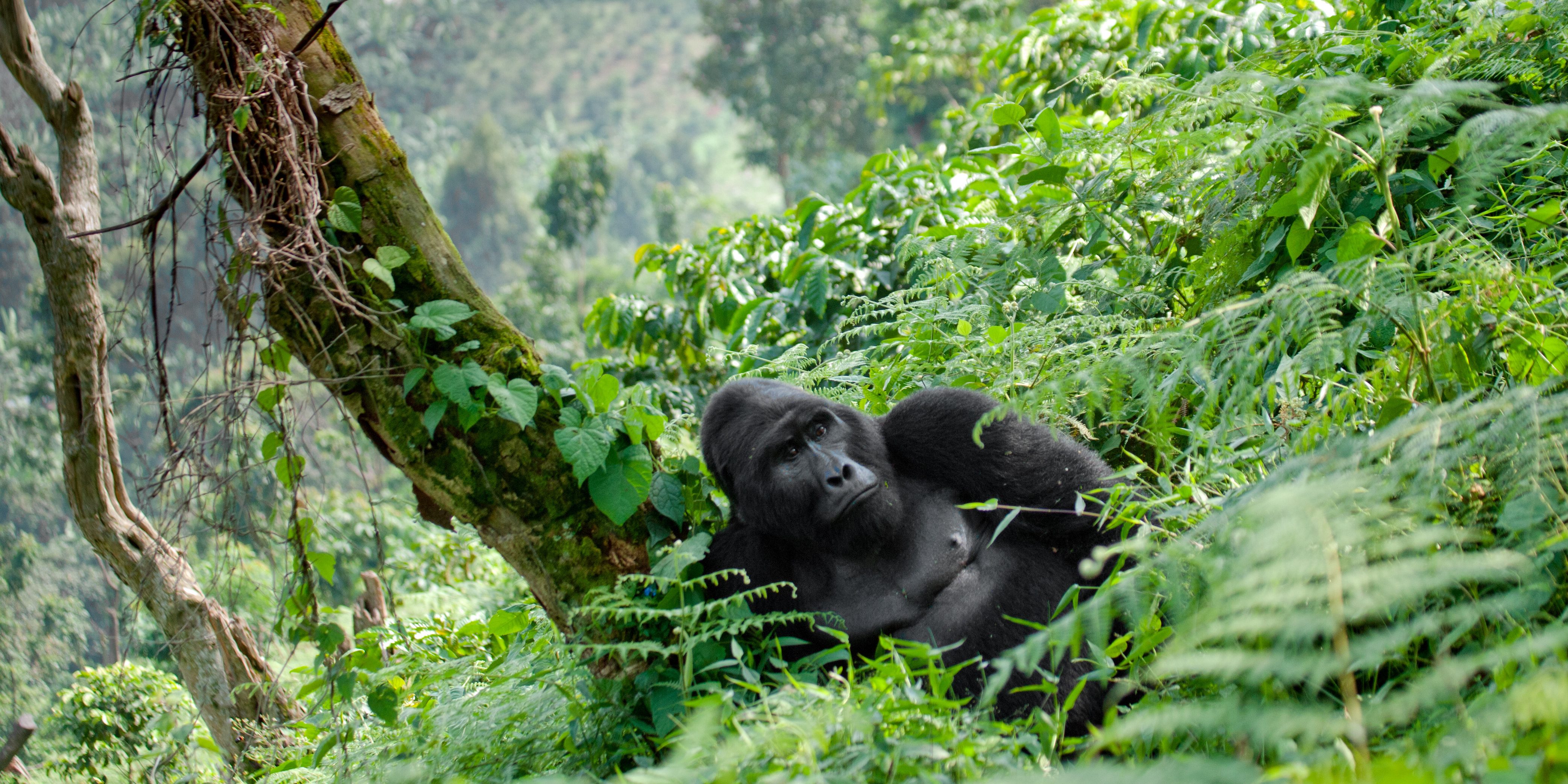 Bwindi Forest Oeganda